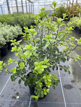 Pittosporum ten Arundel Green 3L