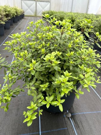 Pittosporum ten. 'Beach Ball' 10L - image 3