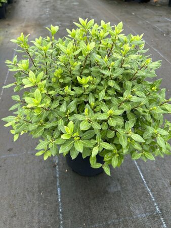 Pittosporum ten. 'Beach Ball' 3L - image 3