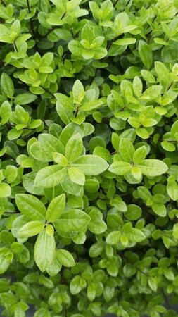 Pittosporum ten. 'Beach Ball' 3L - image 1