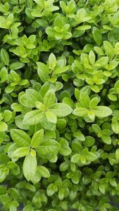 Pittosporum ten. 'Beach Ball' 3L - image 1