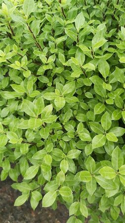Pittosporum ten. 'Beach Ball' 3L - image 2