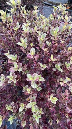 Pittosporum ten. 'Bannow Bay'  10L - image 2
