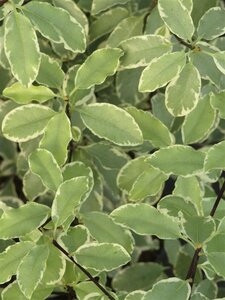 Pittosporum ten. 'Collaig Silver' 10L