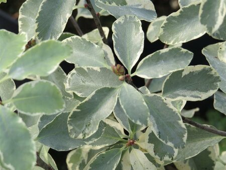 Pittosporum ten. 'Collaig Silver' 10L - image 2