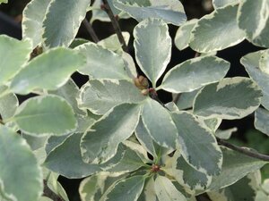 Pittosporum ten. 'Collaig Silver' 10L - image 2