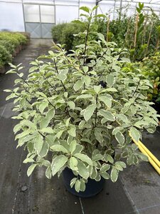 Pittosporum ten. 'Collaig Silver' 10L - image 3