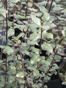 Pittosporum ten Oliver Twist 10L