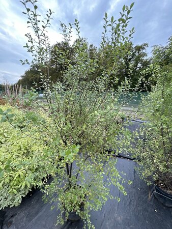Pittosporum ten Oliver Twist 10L - image 2
