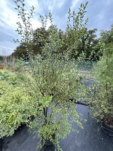 Pittosporum ten Oliver Twist 10L - image 2