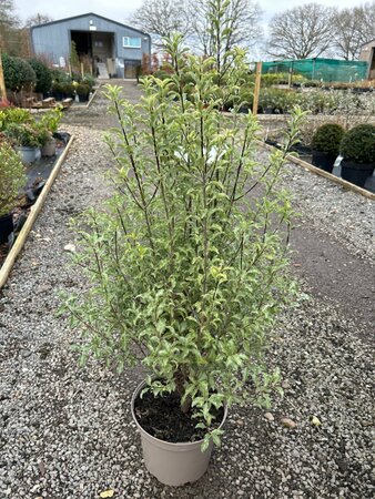 Pittosporum ten. 'Penmarch' 5L - image 1