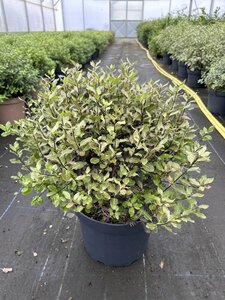 Pittosporum ten. 'Tom Thumb' 10L