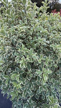 Pittosporum ten. 'Variegatum' 10L - image 1