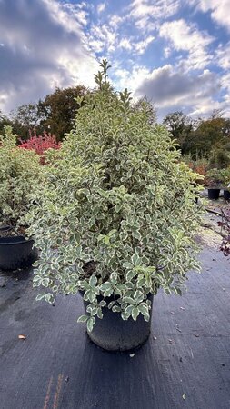 Pittosporum ten. 'Variegatum' 10L - image 2