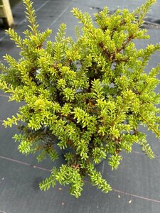 Podocarpus 'Chocolate Box' 3L