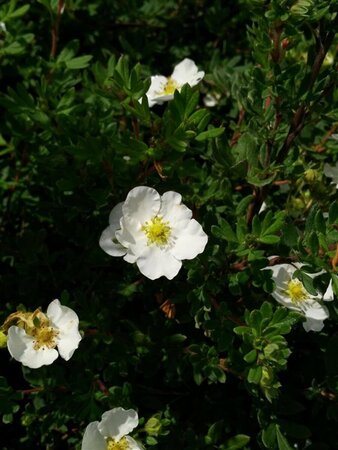 Potentilla f. 'Abbotswood' 10L - image 1