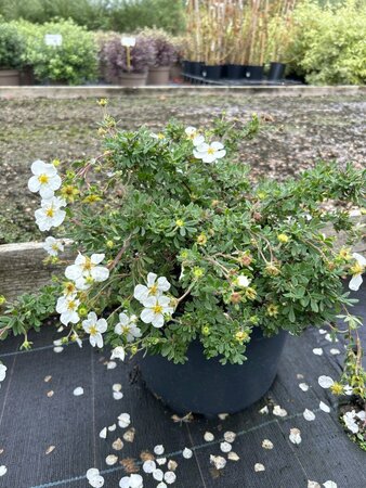 Potentilla f. 'Abbotswood' 10L - image 3