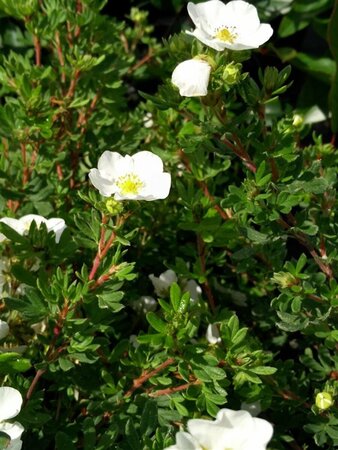 Potentilla f. 'Abbotswood' 10L - image 2
