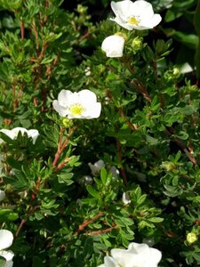 Potentilla f. 'Abbotswood' 10L - image 2