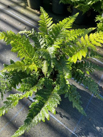 Polystichum polyblepharum 3L - image 2