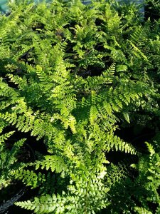 Polystichum set. 'Herrenhausen' 3L