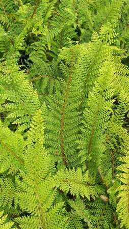 Polystichum set. 'Herrenhausen' 3L - image 2