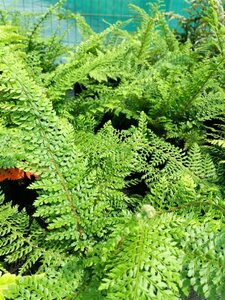 Polystichum set. 'Herrenhausen' 3L - image 3