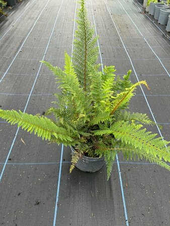 Polystichum set. 'Herrenhausen' 3L - image 4