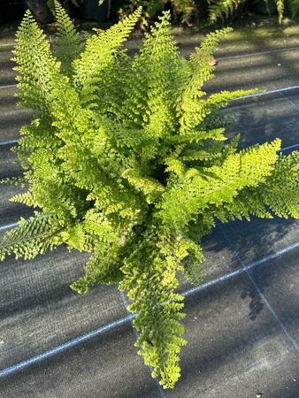 Polystichum set. 'Plumoso-densum' 3L