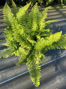 Polystichum set. 'Plumoso-densum' 3L