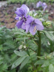 Polemonium yezoense Bress. Purple 2L