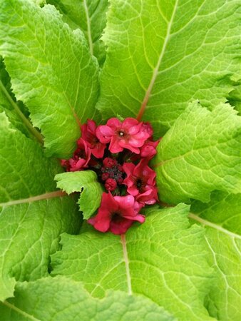 Primula beesiana 2L - image 1