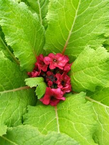 Primula beesiana 2L - image 1