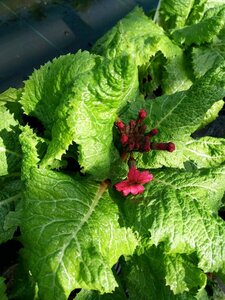 Primula beesiana 2L - image 2