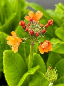 Primula beesiana 2L - image 5
