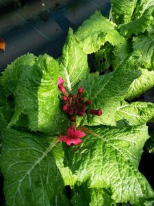Primula beesiana 2L - image 3