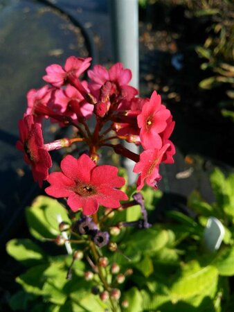 Primula beesiana 2L - image 4
