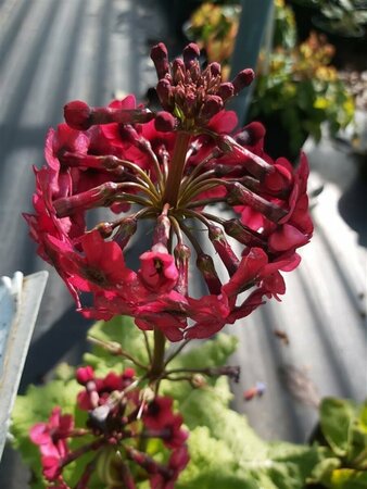 Primula japonica 'Miller's Crimson' 2L - image 1