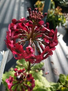 Primula japonica 'Miller's Crimson' 2L - image 1