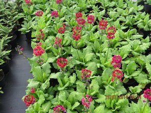 Primula japonica 'Miller's Crimson' 2L - image 2