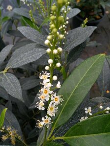 Prunus l. 'Herbergii' 100-125 Root Ball