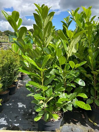 Prunus l. 'Rotundifolia' 90-100 10L