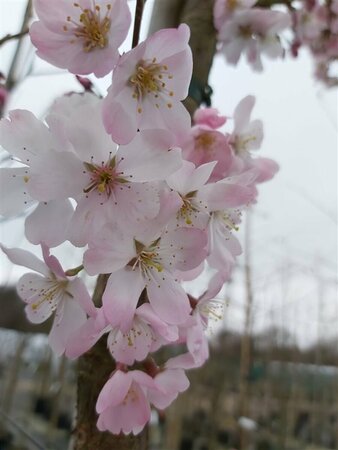 Prunus 'Pandora' SELECT STD 10/12 Wire RB