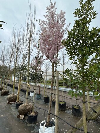 Prunus 'Pandora' Extra-Hstd 16/18 Wire RB - image 2