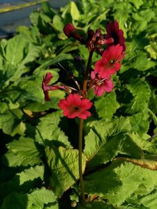 Primula pulverulenta 2L