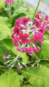 Primula pulverulenta 2L - image 2
