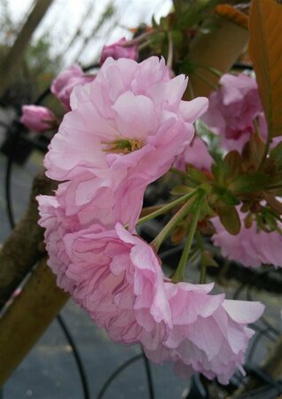 Prunus serr. 'Kanzan' 8/10 Bare Root - image 1