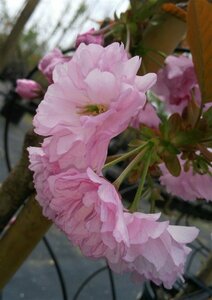 Prunus serr. 'Kanzan' 8/10 Bare Root