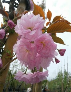 Prunus serr. 'Kanzan' 8/10 Bare Root - image 2