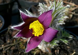 Pulsatilla vulgaris 9cm liner